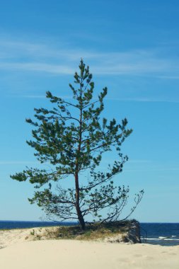 Kumsalda çam yetişiyor.