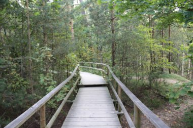 Ormanda ahşap geçit..