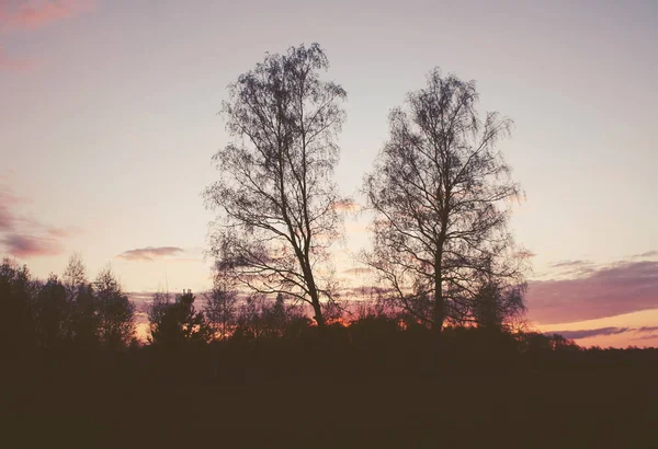 Beautiful Sunset Trees Forest — Foto de Stock