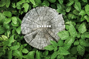 Ormandaki ağaç kütüğü yüzeyindeki tahta alfabe boncuklarının doğası..