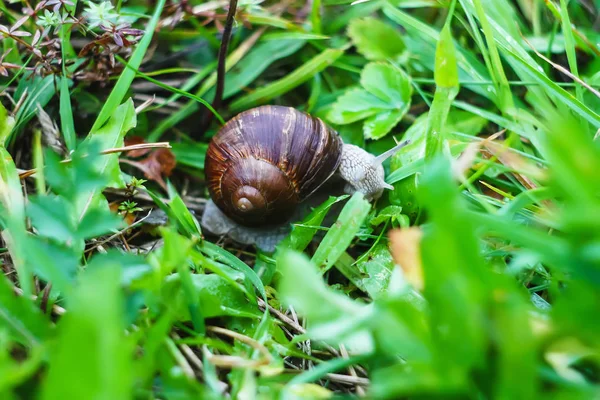 Petit escargot sur une herbe verte humide . — Photo