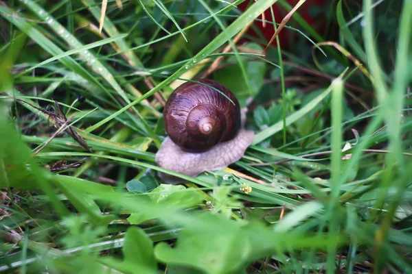 Caracol pequeno em uma grama molhada verde . — Fotografia de Stock