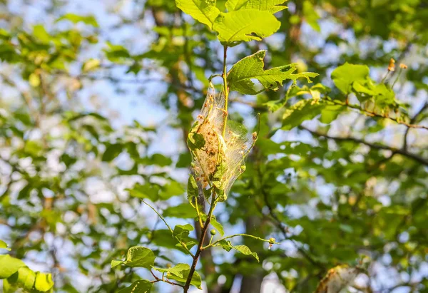 Pavučina na větvích stromů z třešňové můry — Stock fotografie