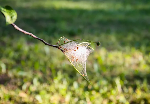 Павутинна мережа на гілках дерев з пташиної вишневої молі — стокове фото