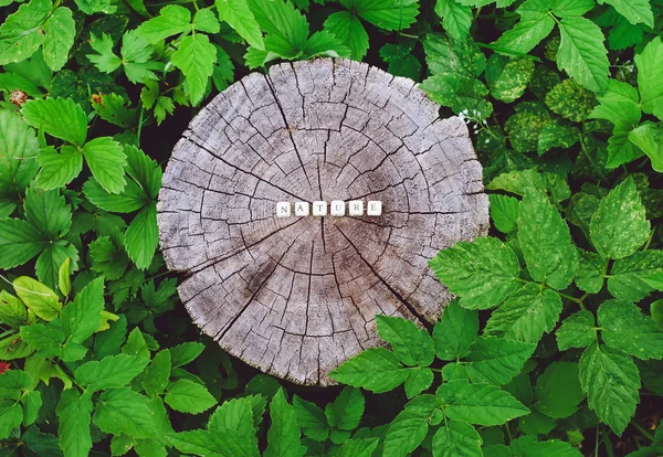 Natureza palavra de contas de alfabeto de madeira em uma superfície de toco de árvore na floresta . — Fotografia de Stock