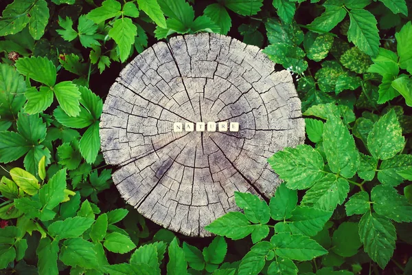 Natureza palavra de contas de alfabeto de madeira em uma superfície de toco de árvore na floresta . — Fotografia de Stock