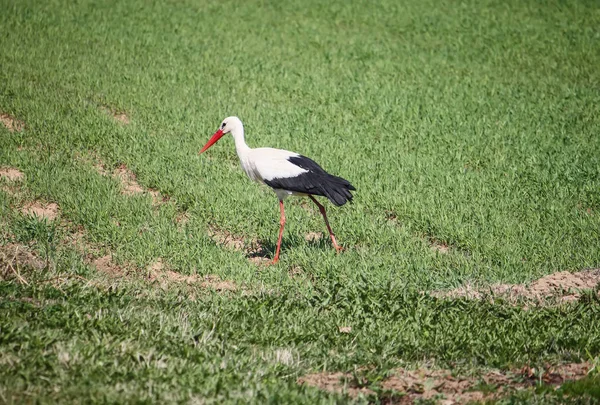 Cigogne blanche (Ciconia ciconia) oiseau sur champ vert d'été . — Photo