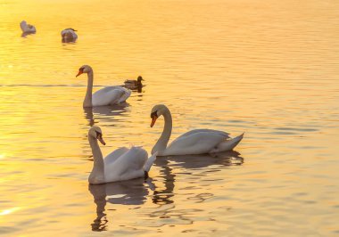 Güzel kuğu ve ördekler günbatımı nehir yüzey üzerinde