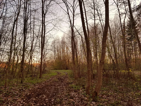 Uma floresta ao pôr do sol — Fotografia de Stock