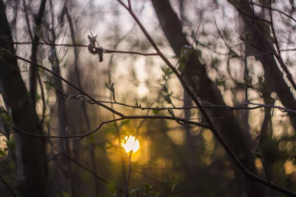 美丽的落日在春天的森林里. — 图库照片