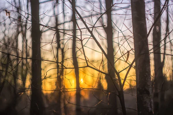 Hermosa puesta de sol en un bosque de primavera . — Foto de Stock