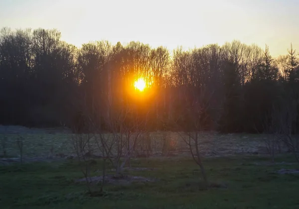 Beautiful sunset in a spring forest. — Stock Photo, Image