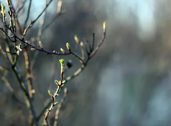 Σιλουέτες από κλαδιά δέντρου στον ήλιο της αυγής — Φωτογραφία Αρχείου