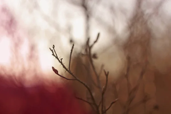 Silhuetas de ramos de uma árvore no sol de alvorada — Fotografia de Stock
