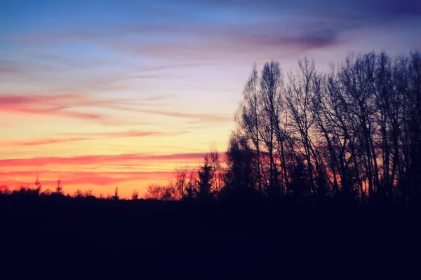 Silhuetter av grenar av ett träd i gryningen solen — Stockfoto