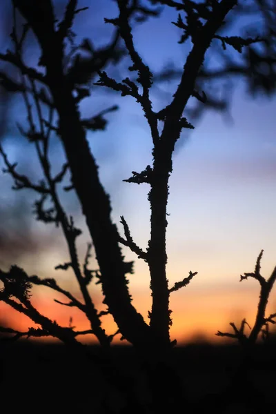 Schöner Sonnenuntergang in einem Frühlingswald. — Stockfoto