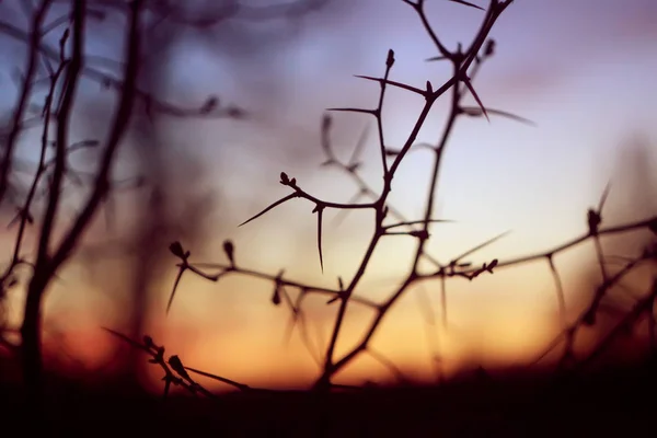 Beautiful sunset in a spring forest. — 스톡 사진