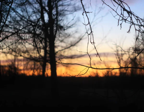 Silhouette di rami di un albero al sole dell'alba — Foto Stock