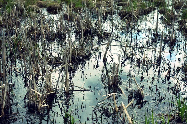 森林中的沼泽. — 图库照片