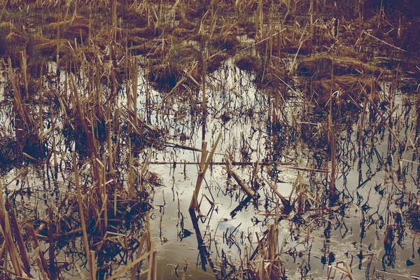 Sümpfe im Wald. — Stockfoto