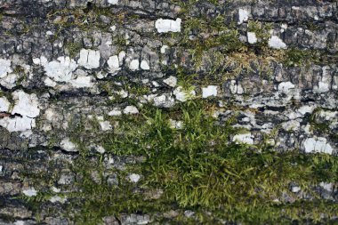 Ağaç kabuğu dokusu