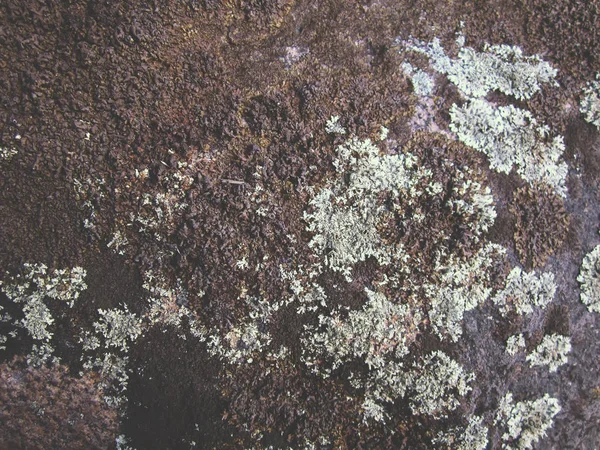 Vecchia texture in pietra con lichene — Foto Stock
