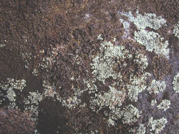 Old stone texture with lichen — Stock Photo, Image