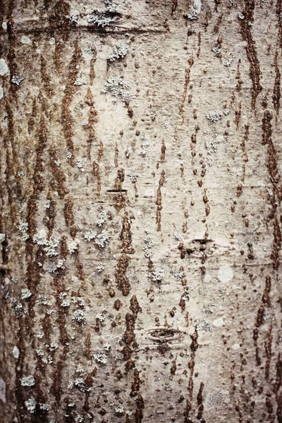 Tree bark texture — Stock Photo, Image