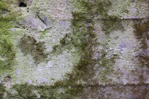 Alte Steinmauer mit Moos und Schimmel — Stockfoto