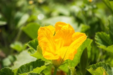 Salatalık sarı çiçek