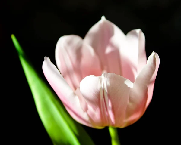 Primavera Tulipán Flores . — Foto de Stock
