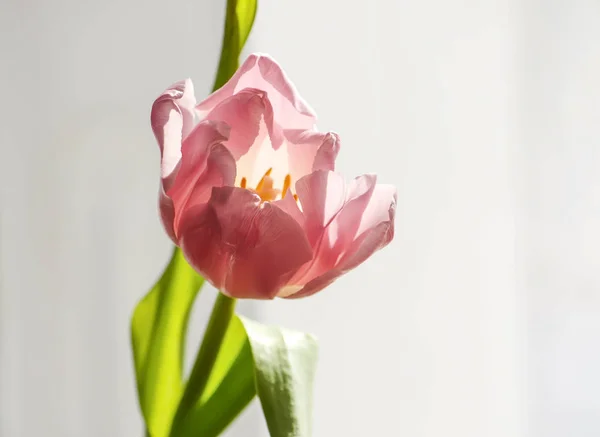 Flor de tulipa primavera. — Fotografia de Stock