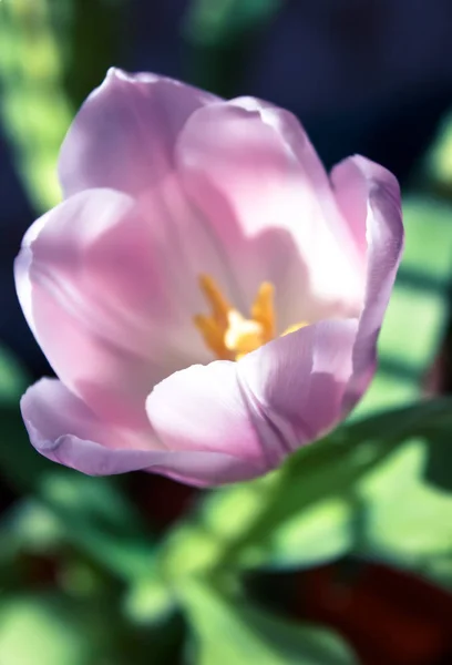春のチューリップの花. — ストック写真