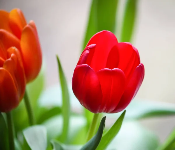 Primavera Tulipán Flores . — Foto de Stock