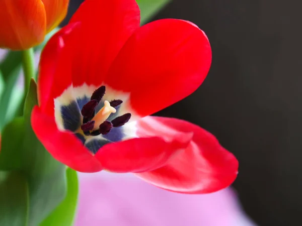 Spring tulip flowers. — Stock Photo, Image
