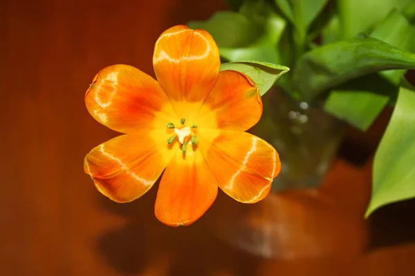 Spring tulip flowers. — Stock Photo, Image