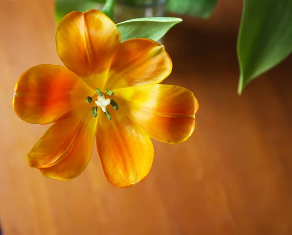 Spring tulip flowers. — Stock Photo, Image