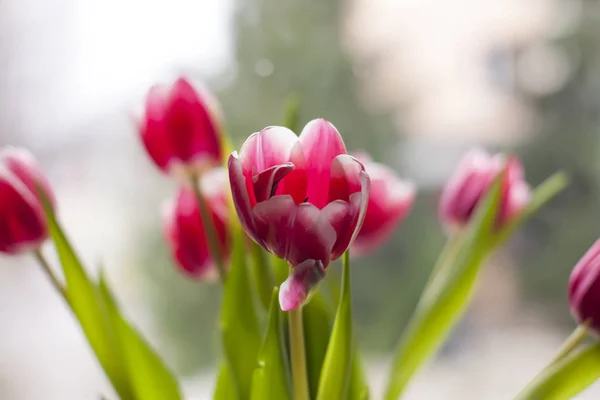 Bouquet of tulip flowers. — Stock Photo, Image