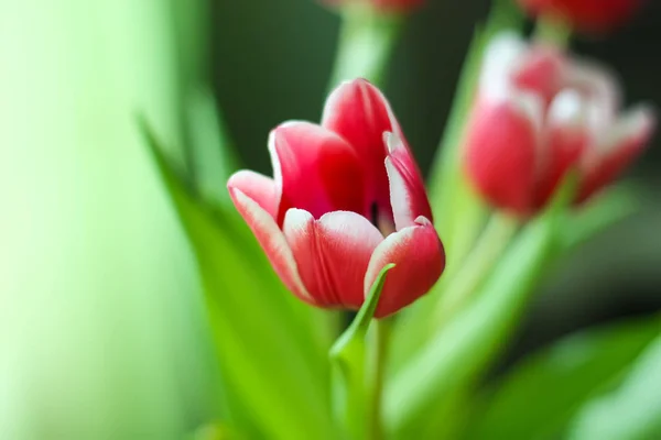 Ramo de flores de tulipán. — Foto de Stock