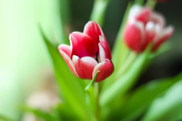 Ramo de flores de tulipán. — Foto de Stock