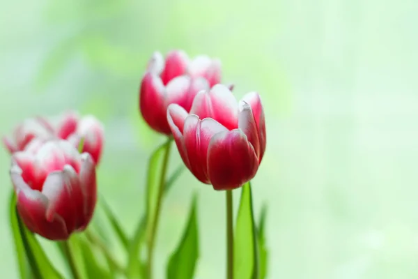 Bouquet of tulip flowers. — Stock Photo, Image