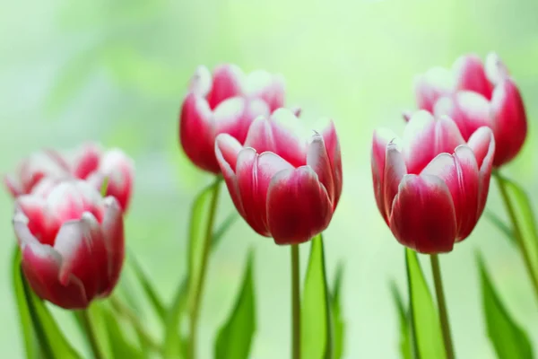 Ramo de flores de tulipán. — Foto de Stock