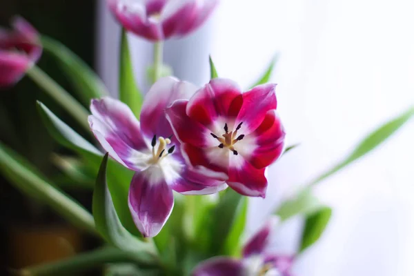 Букет з квітів тюльпанів . — стокове фото