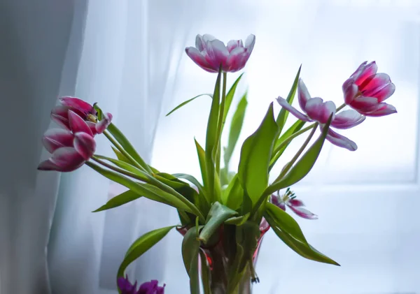 Букет цветов тюльпана. — стоковое фото