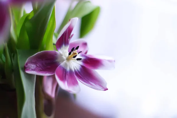 Bukett med tulpanblommor. — Stockfoto