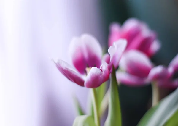 Ramo de flores de tulipán. — Foto de Stock