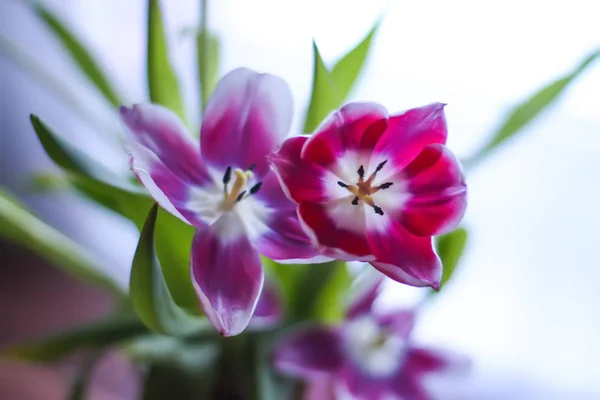 Bukett med tulpanblommor. — Stockfoto