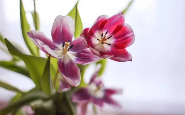 튤립 꽃 꽃다발. — 스톡 사진