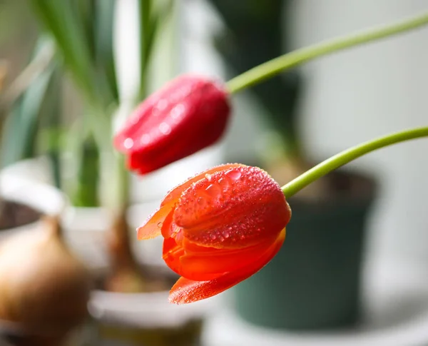 Primavera tulipa flores . — Fotografia de Stock