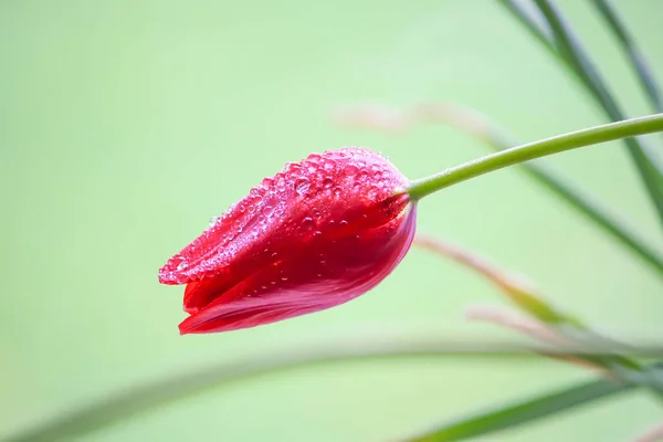 Tulpenblüten im Frühling. — Stockfoto